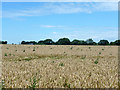 Wheat field with thistles in CM2 7SY