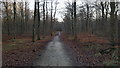 Path in Chopwell Wood in Chopwell and Rowlands Gill Ward