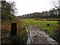 Open land inside Wayford Woods in TA18 8QJ