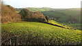 Fields above Lower Rocombe in TQ12 4RE