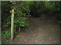 Footpath starts to climb through Rhode Wood in SA69 9EJ