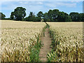 Path across wheat field in CM2 8UD