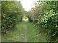 Footpath leading to Woodcock Plantation in DE55 6AP