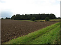 Ploughed field with view towards Larn's Loke Plantation in NR13 6HH