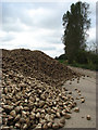 Harvested sugar beet on field platform near Owls' Grove in NR13 6HH