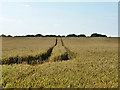 Wheat field west of bridleway in CM1 3RH