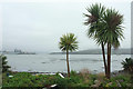 Cabbage trees, Torpoint in PL11 2HF