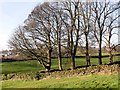 Winter trees beside a drystone wall in DE4 5GY