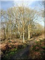 A muddy path through Culland Wood in DE55 7LU