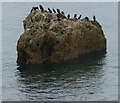 Cormorants on Jane Jiveson's Rock at Ryhope Beach in SR2 0NH
