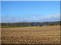 View over farmland to line of trees in SP4 9RJ