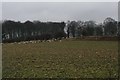 Bank and sheep on White Field, near Whitley in DN14 0HU