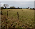 Sheep grazing in a field near Magor, Monmouthshire in NP26 3GF