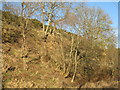 Ash trees on a rocky outcrop in EH42 1XT