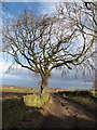 Tree overhanging Kirkby Lane in HD8 9RL