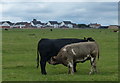 Cattle and grassland at Whitburn in SR6 7DY