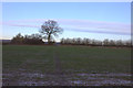 John Bunyan trail. A muddy section across a field. in LU5 6NY