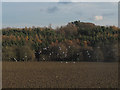 Gulls flying over a field in HD8 9RS