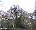Tree with twisted trunk, Waddock Cross in DT2 8QX