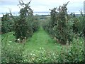 Large orchard near Dormington in Dormington