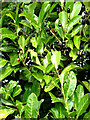 Ilex glabra (Inkberry) in Salle