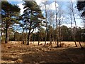 Trees on Horsell Common in GU21 4HZ
