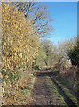 Catkins down Gidley Lane in RG20 8TX