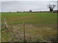 Farmland on the west side of Puxley Road in MK19 6JH
