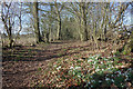 Snowdrops by the Path in RG20 7JH