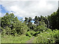 Path through Langleymoor Plantation in DH9 7HJ