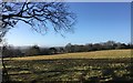 Field near to Lotmans Farm in TN6 3SP