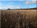 Reeds on the foreshore at Milton in G82 2QQ