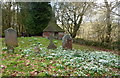 Snowdrops, church of St. Cosmas & St. Damian, Challock in TN25 4DB
