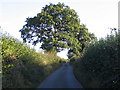 Hedgerow oak on the lane to Longford in TF9 3PX