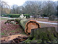 Felled beech, Memorial Park in CV3 6DY