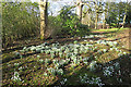 Snowdrops at Alderston House in EH54 7BY