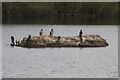 Cormorants at Drakelow in DE14 3EP