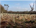 New tree planting on Westgate Hill in EX14 3AE
