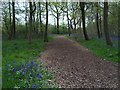Woodchip path through Howe Park Wood in MK4 3DW