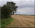 Stubble near Sunnyside Farm in DT11 9AP