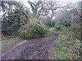 Fallen tree across a bridleway in EN5 3HE