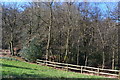Woodland beside Whitmore Vale in GU26 6DW