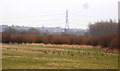 A gaggle of geese at Methley in LS26 9AT
