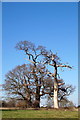 Ancient trees in Windsor Great Park in SL4 2BD