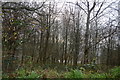 Woodland by Old Exeter Rd in PL19 0JJ