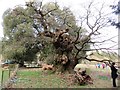 Kett's Oak near Ryston Hall in Norfolk in Denver Ward