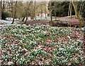 A blanket of snowdrops in Kett's Wood, Ryston Hall, Norfolk in Denver Ward