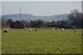 Sedgemoor : Grassy Field & Sheep in TA6 4RT