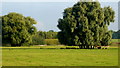 Willow on the Severn flood plain in WR6 6NG