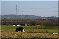 Sedgemoor : Countryside Scenery in TA6 4ST